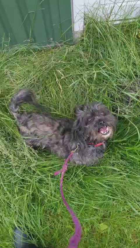 Mini kursus - Pote target